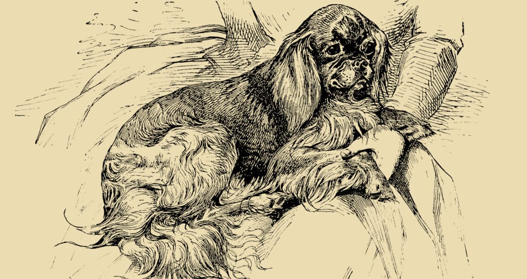 A regal, long-haired dog poised by a tree, a classic scene for discussing the eco-friendly topic of composting dog poop.