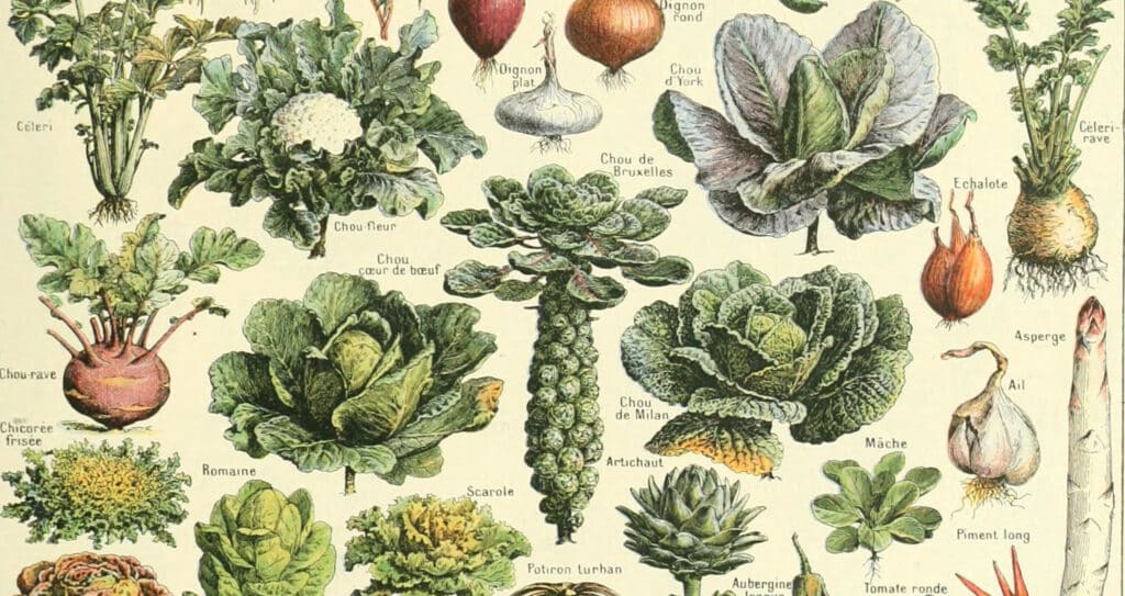 This image displays a variety of vegetables that could flourish in the nutrient-rich loamy potting soil.