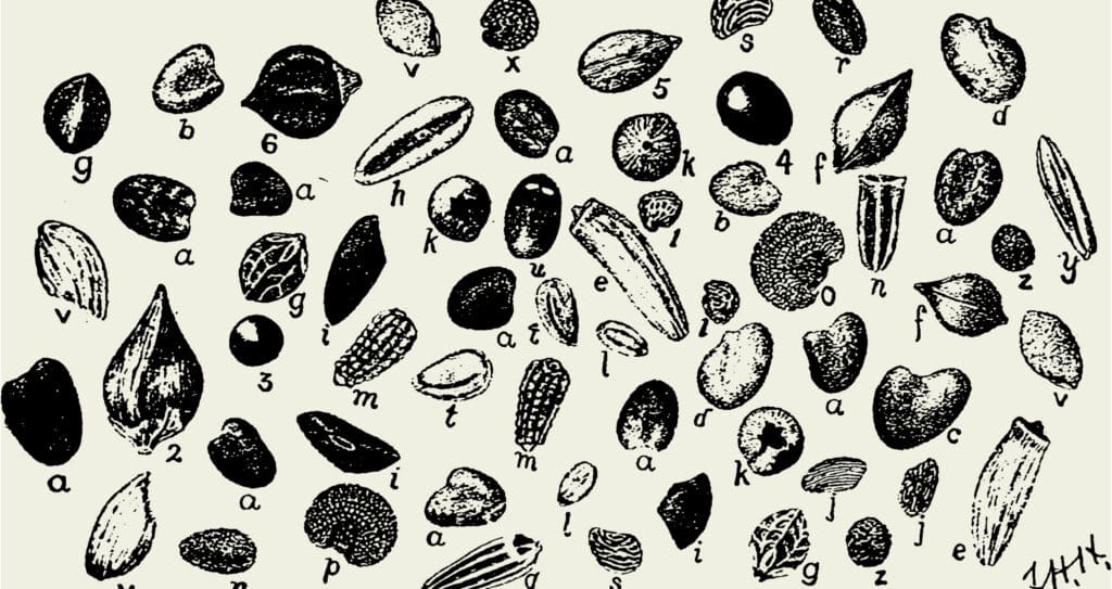 A variety of seeds, showcasing the diversity that could be planted in seed starting soil for gardening purposes.