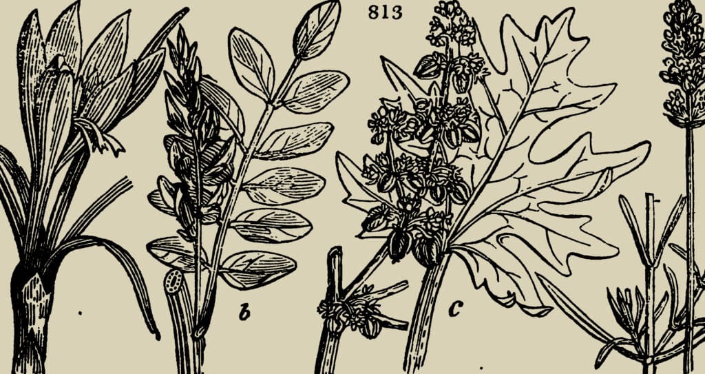 A range of plant species with various leaf and flower structures, related to a study on the effects of soil compaction on vegetation.