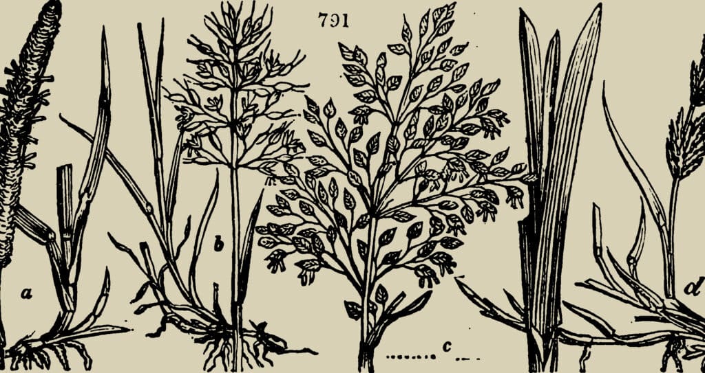 Various plant species, which have historical relevance to the development of soil nutrient analysis techniques.