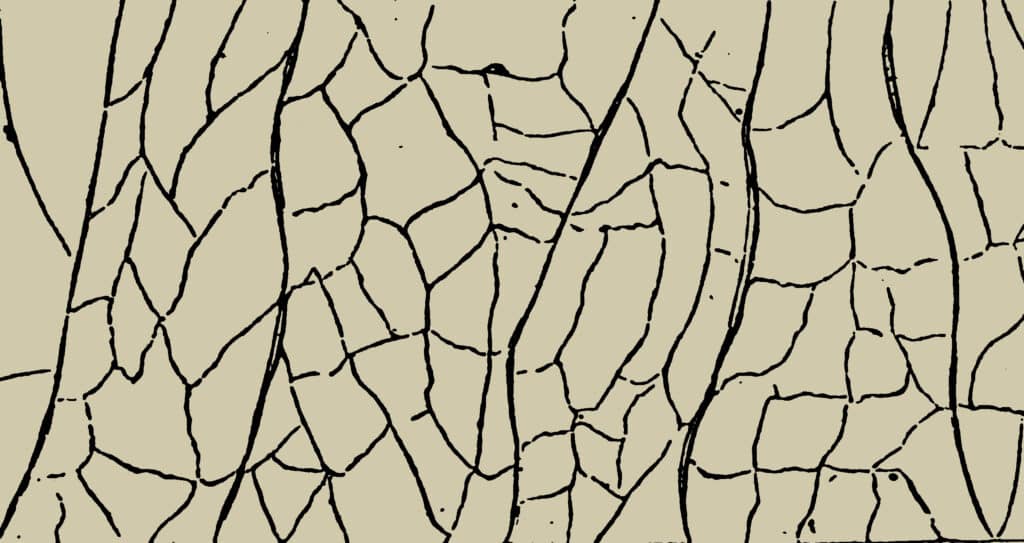 Plant cells as seen under magnification, relevant to a discussion on a Soil Permeability Test.
