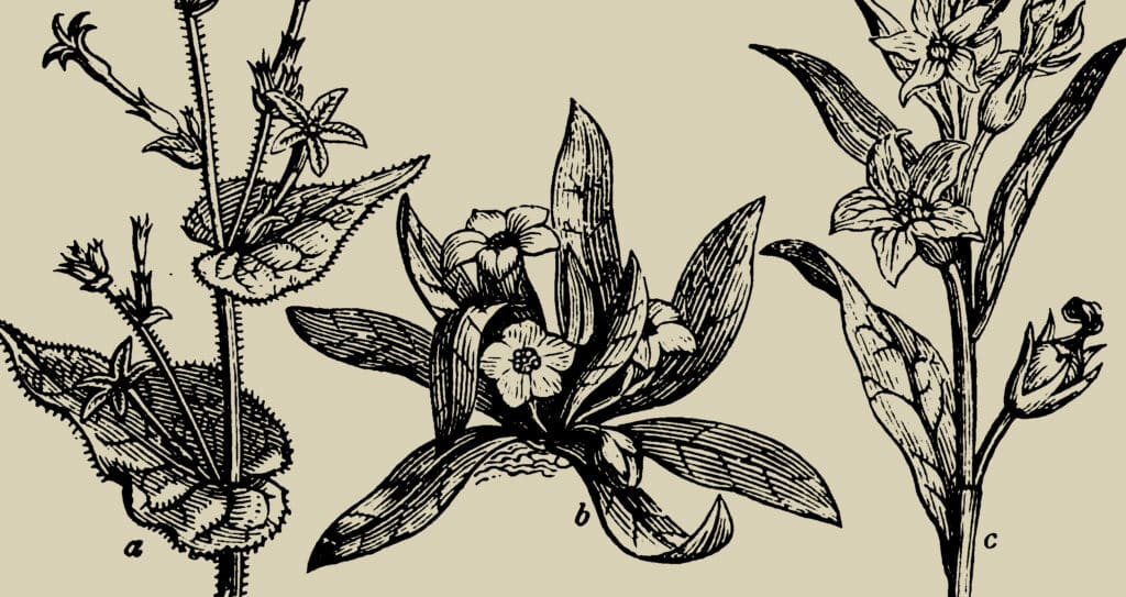 Various plants, useful in the study of soil texture analysis.