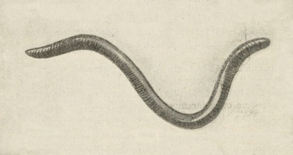 An earthworm, reminiscent of the type used in a vermicomposting bin.