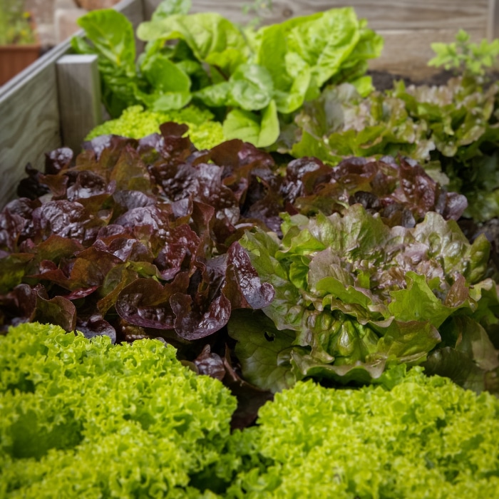 best soil for raised garden beds Fig1