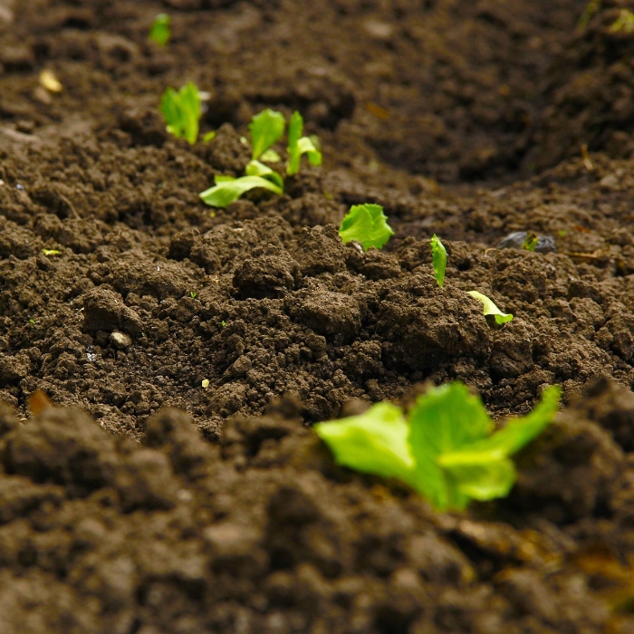 sandy loam soil fig2