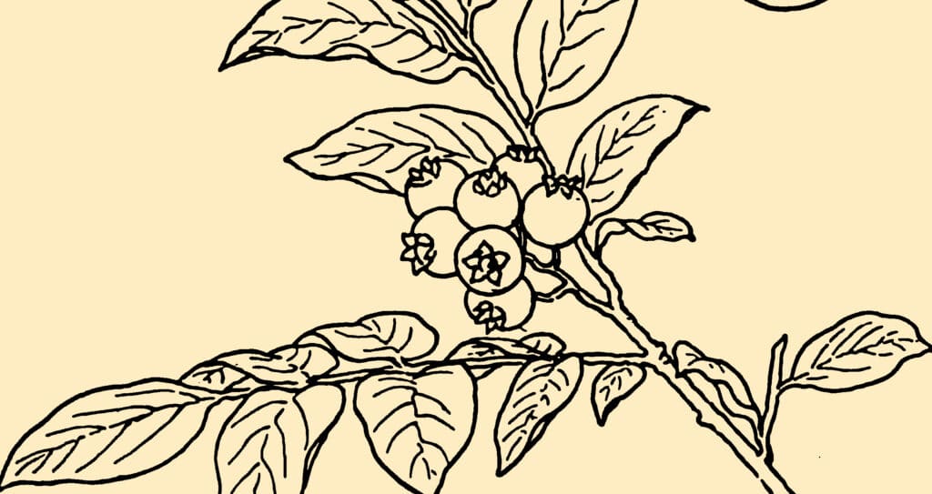 A blueberry branch with clusters of fruit and leaves, highlighting the importance of nutrient-rich soil for blueberries to thrive.