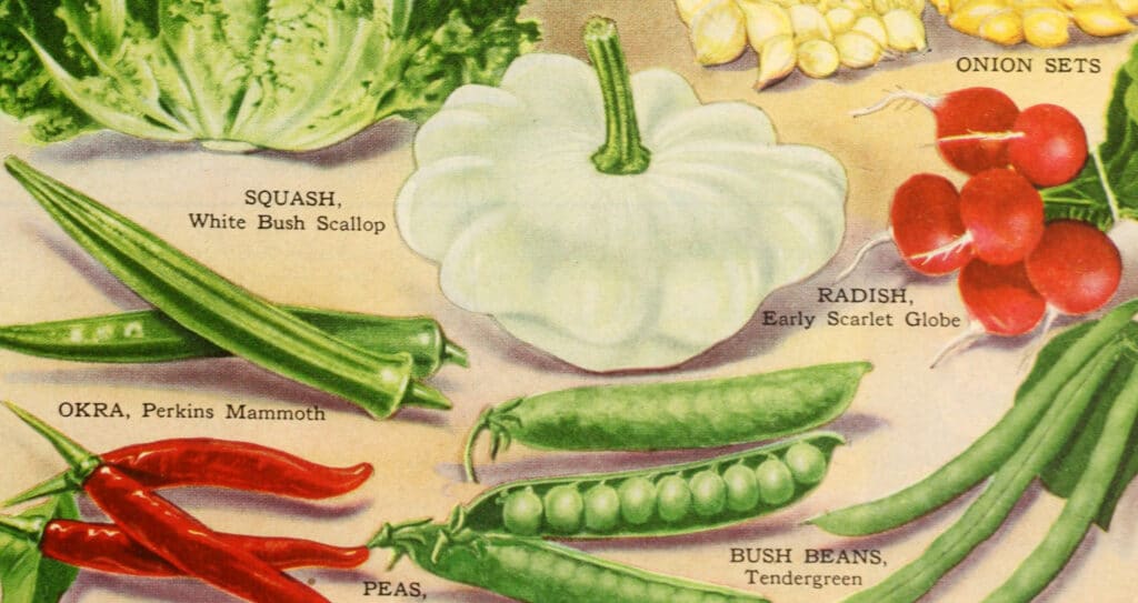 Various vegetables, which could be ideal for someone planning what to grow in their soil for a vegetable garden.