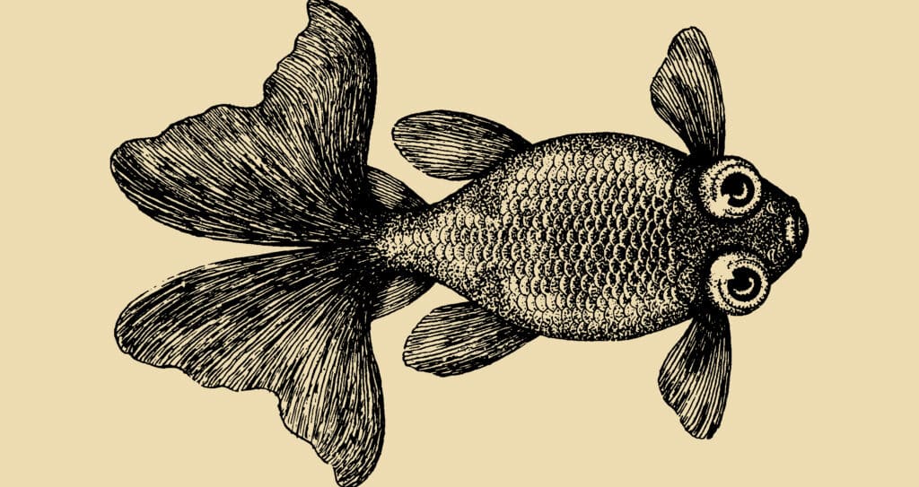 A goldfish representing the cycle of life in natural ecosystems, a symbol for the principles of sustainability embodied by FAA (Fish Amino Acids).