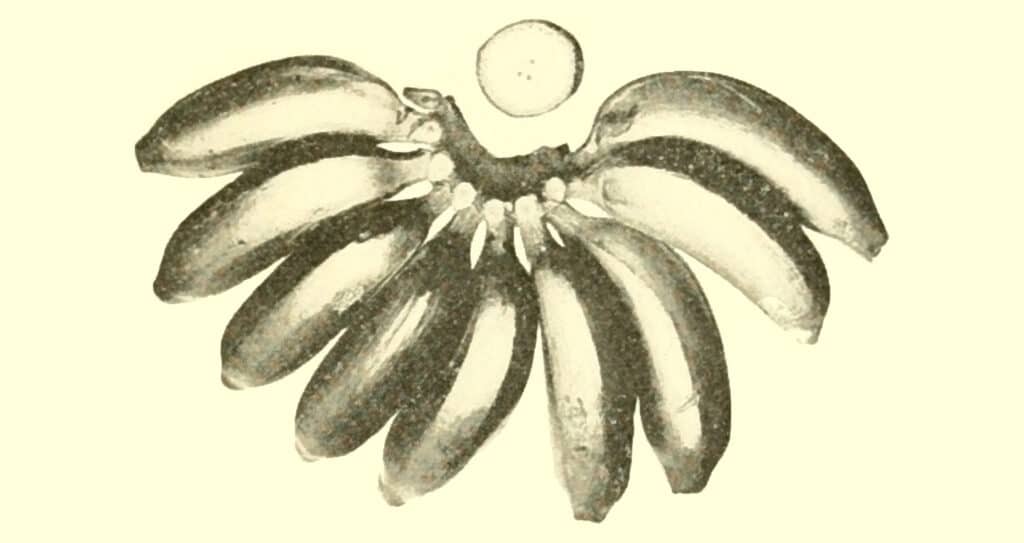 The bunch of bananas arranged in a circular pattern, with one in the center, illustrates a natural abundance, suitable for creating FFJ (Fermented Fruit Juice), which provides plants with essential nutrients.