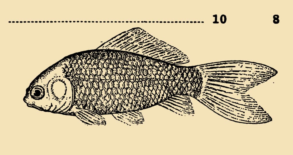 A fish with intricately patterned scales, could serve as a source for fish emulsion fertilizer.