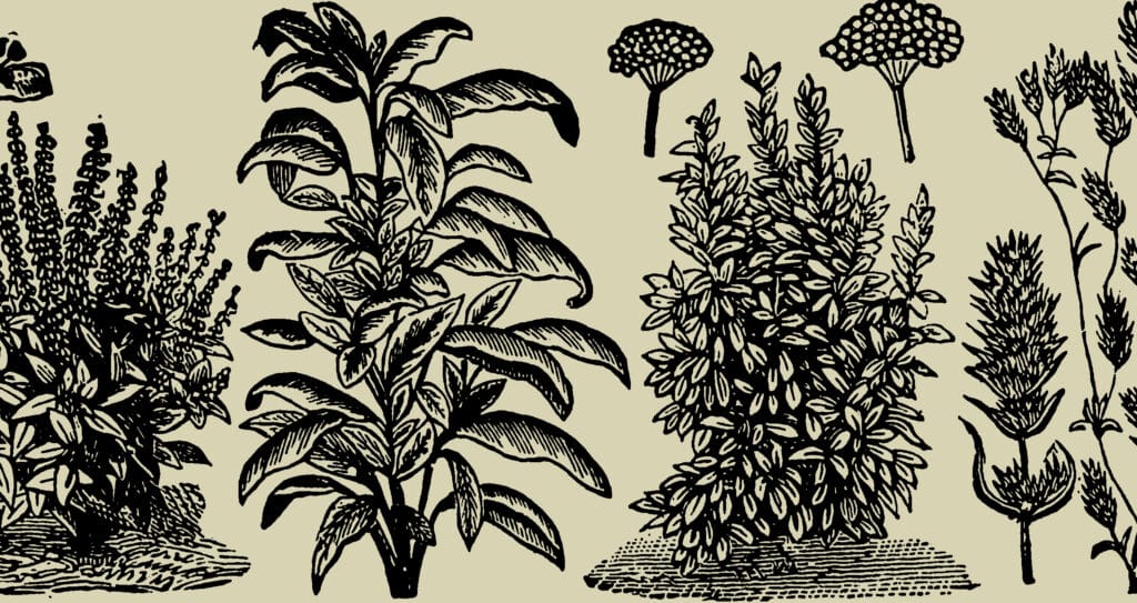 Various plants which benefit from high phosphorus fertilizer to support their root development and blooming.