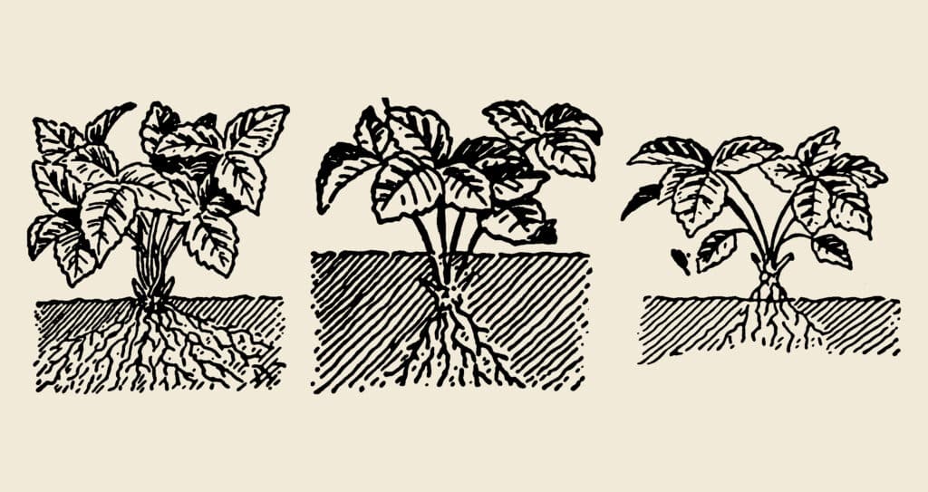 Healthy plants with a focus on the underground network of roots, symbolizing the nourishment provided by organic phosphorus fertilizer.
