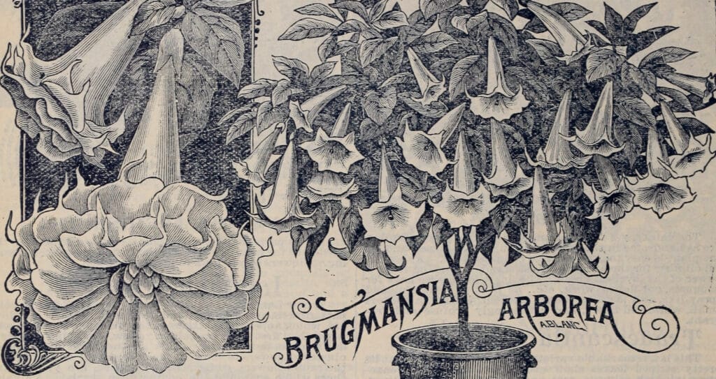The lush, trumpet-like blooms of the Brugmansia arborea, thriving due to the nourishing effects of phosphorus fertilizer.
