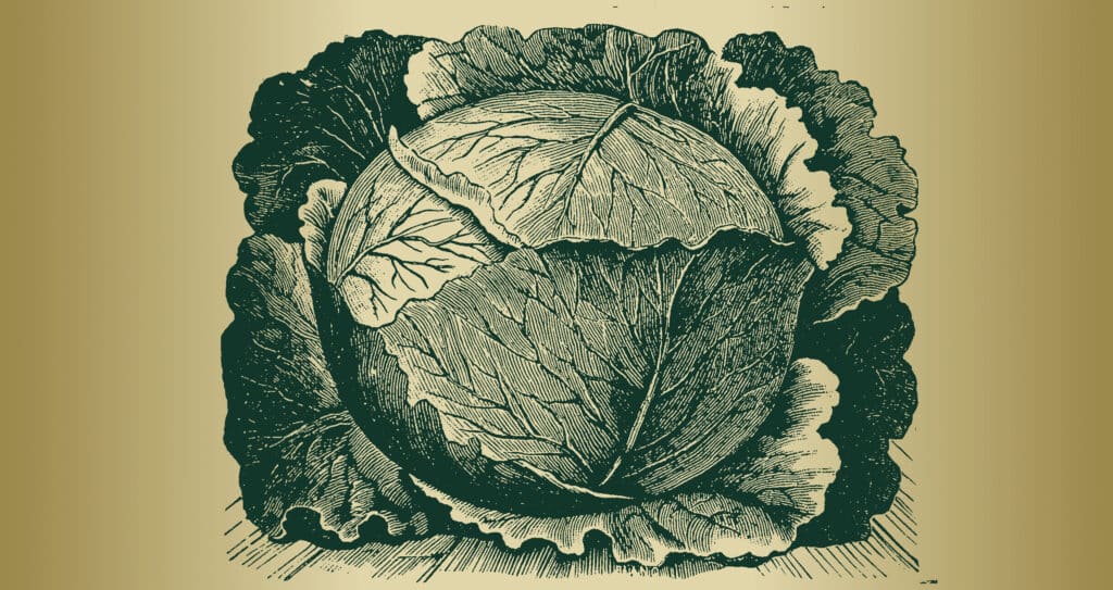 A cabbage, highlighting the vital role soil conditioner plays in nurturing such vibrant leafy greens.