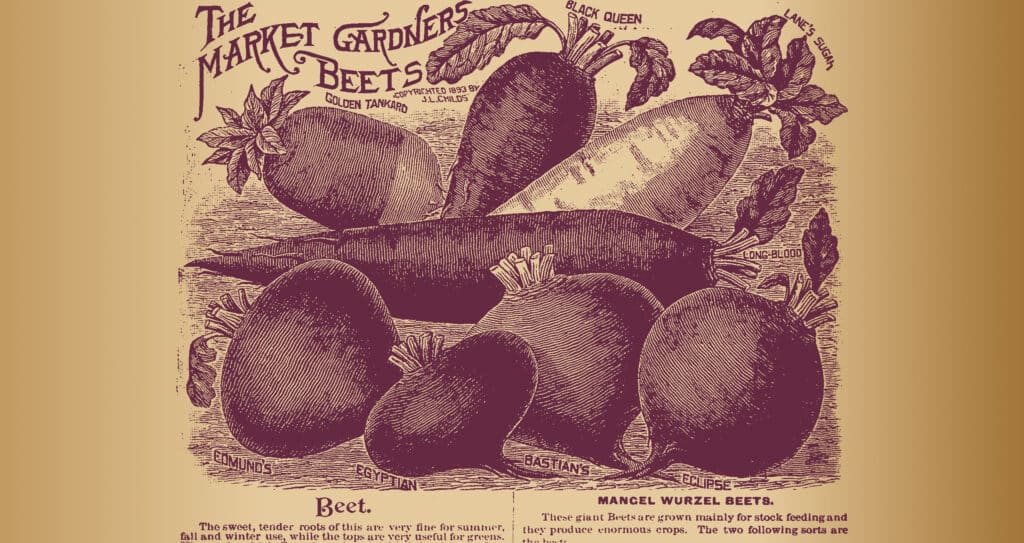 A selection of beets is arrayed, their sizes and shapes hinting at the diverse soil conditions that nurture such a rich harvest.