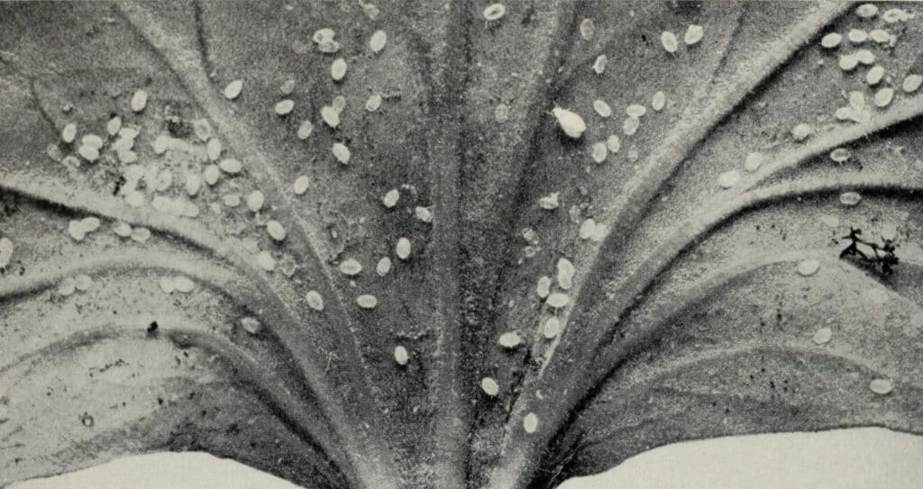A leaf shows signs of whitefly infestation, a common issue for gardeners dealing with little white bugs in soil.
